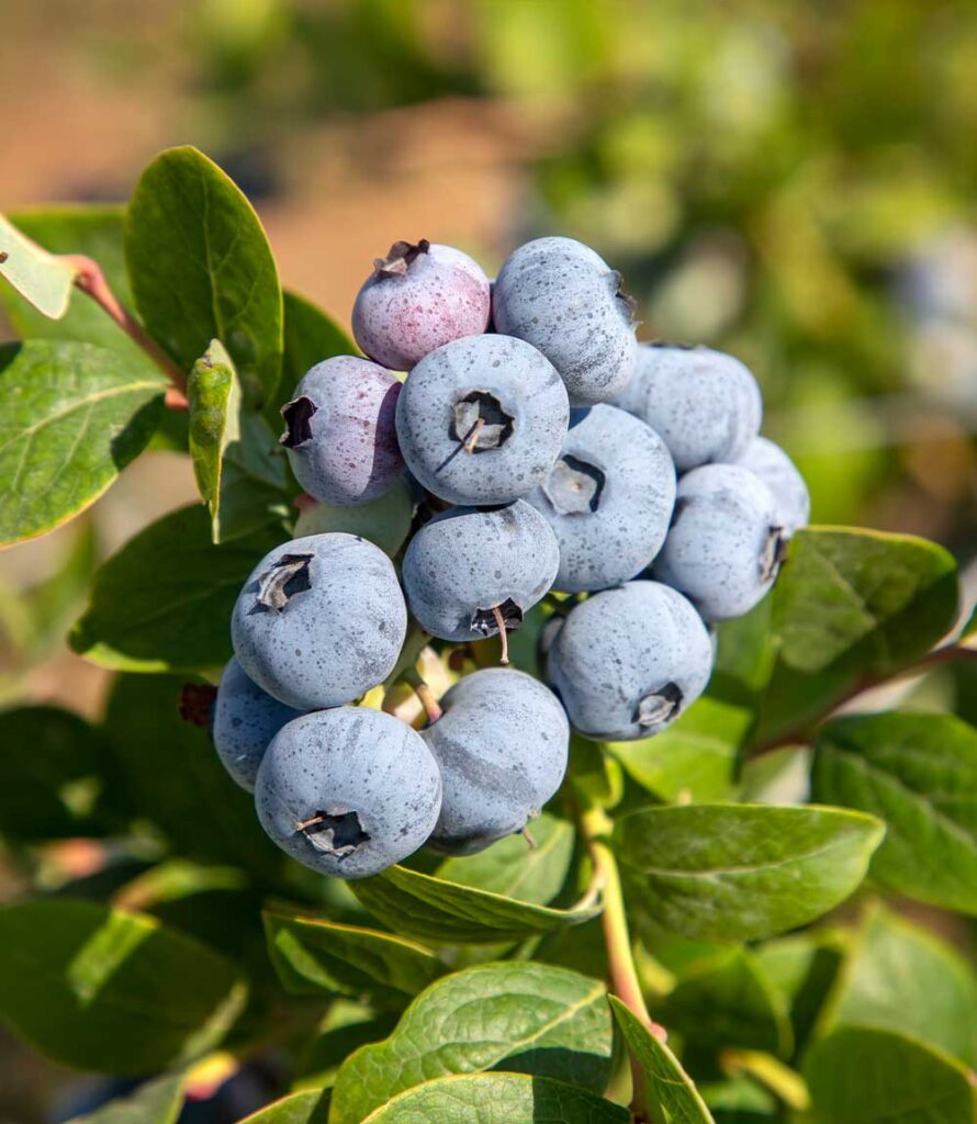 Blueberry