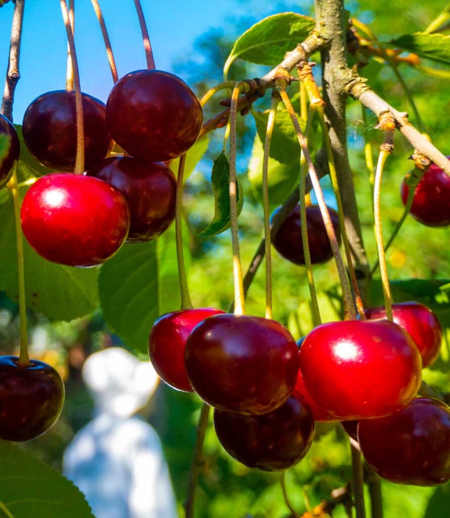 Cherry