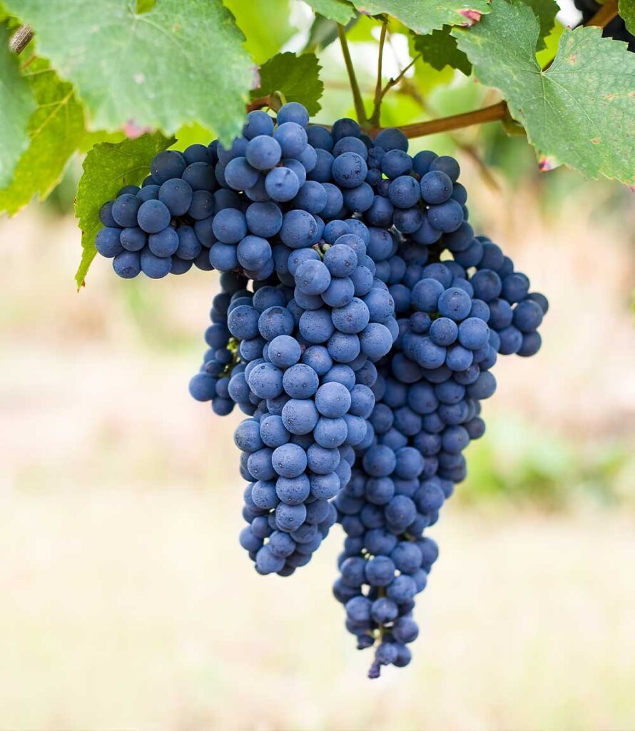 Grapes