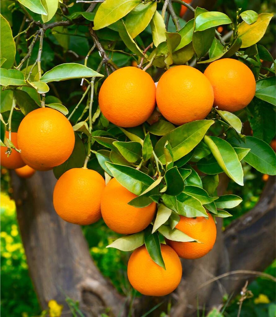 Oranges