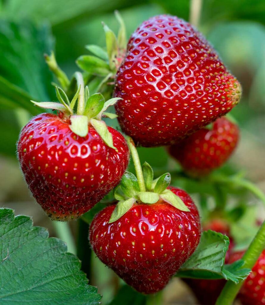 Strawbery